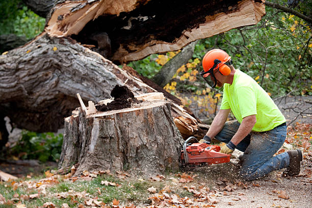 Best Lawn Grading and Leveling  in Ransomville, NY